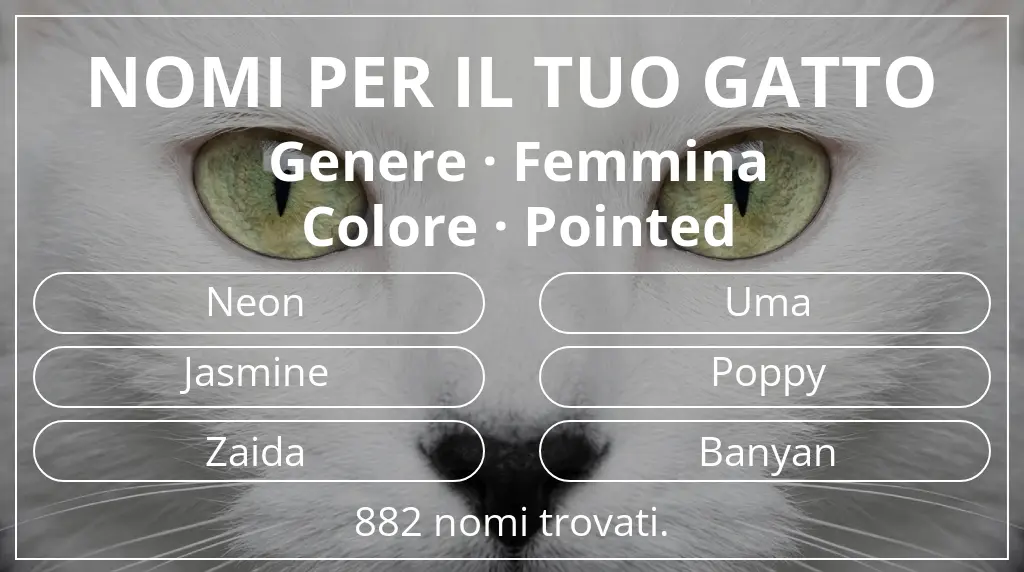 Nomi per gatti basati su genere femmina e colore pointed