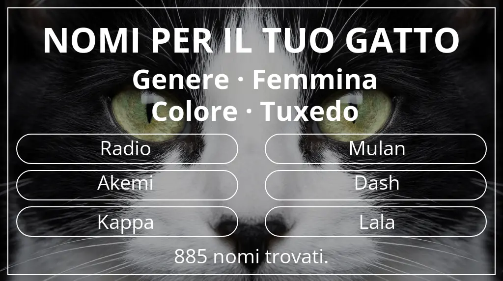 Nomi per il tuo gatto basati su genere femmina e colore tuxedo