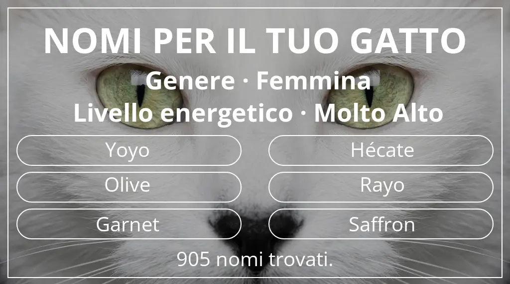 Nomi per il tuo gatto ispirati a genere femmina e livello energetico molto alto