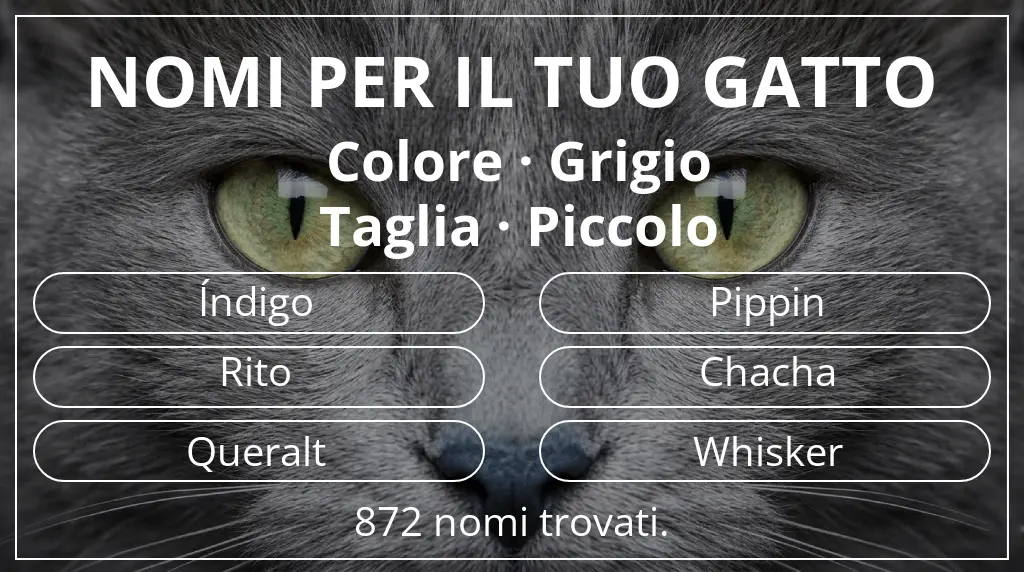 Nomi per il tuo gatto ispirati a colore grigio e taglia piccolo