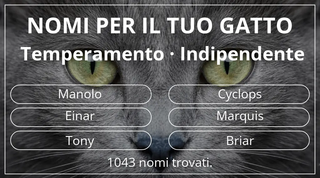 Nomi per il tuo gatto ispirati a temperamento indipendente