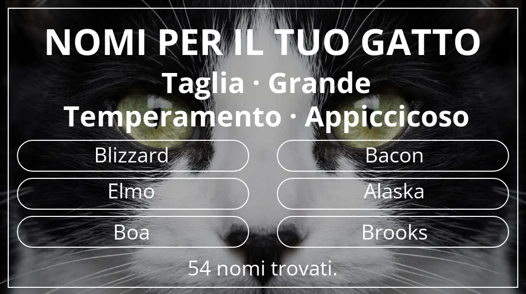 Nomi per gatti basati su taglia grande e temperamento appiccicoso