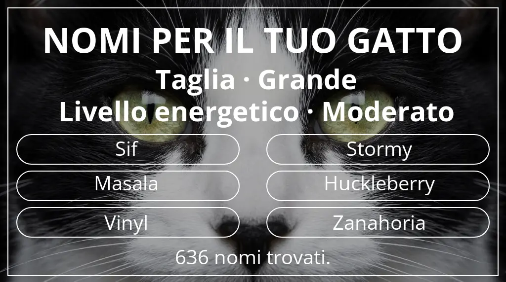 Nomi per il tuo gatto legati a taglia grande e livello energetico moderato