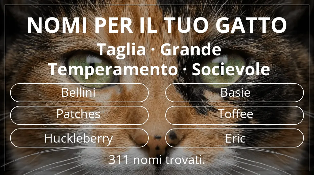 Nomi per il tuo gatto basati su taglia grande e temperamento socievole