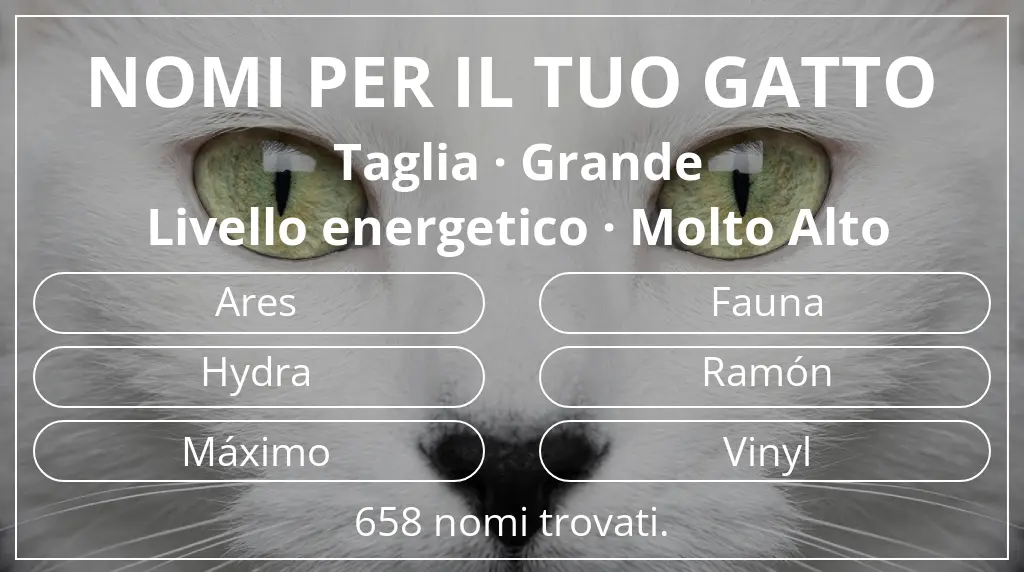 Nomi per gatti ispirati a taglia grande e livello energetico molto alto