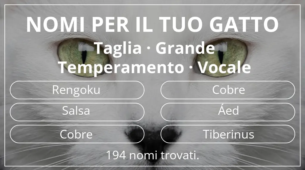 Nomi per il tuo gatto basati su taglia grande e temperamento vocale