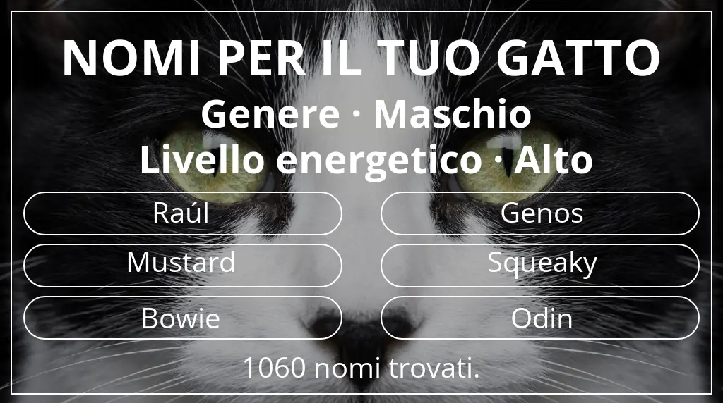 Nomi per gatti legati a genere maschio e livello energetico alto