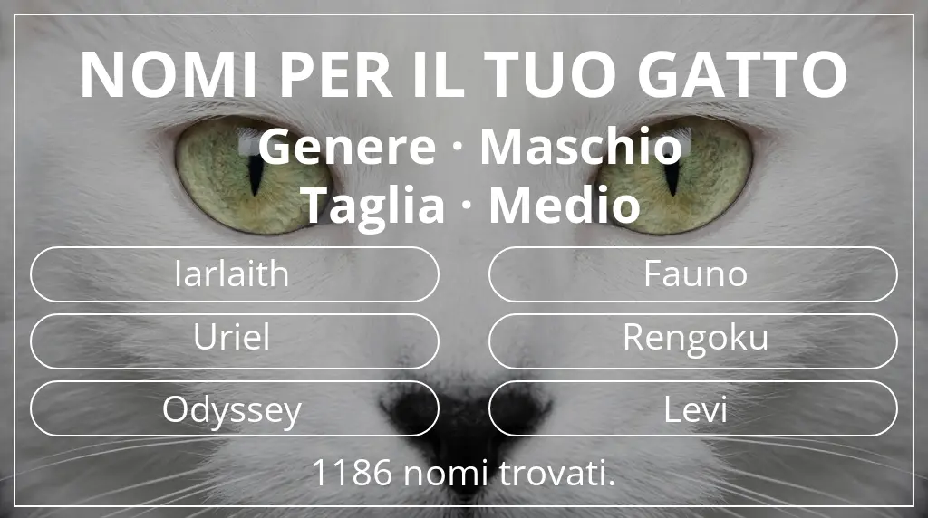 Nomi per il tuo gatto ispirati a genere maschio e taglia medio