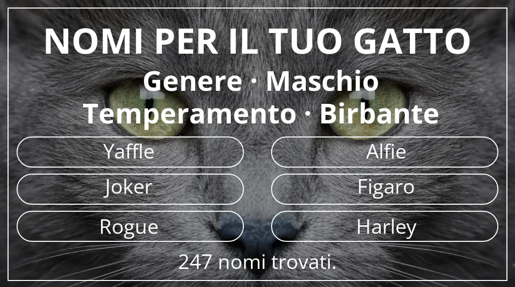 Nomi per gatti legati a genere maschio e temperamento birbante