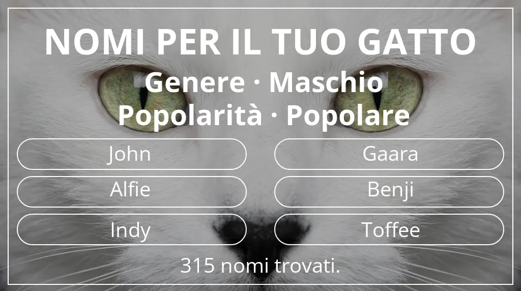Nomi per il tuo gatto legati a genere maschio e popolarità popolare