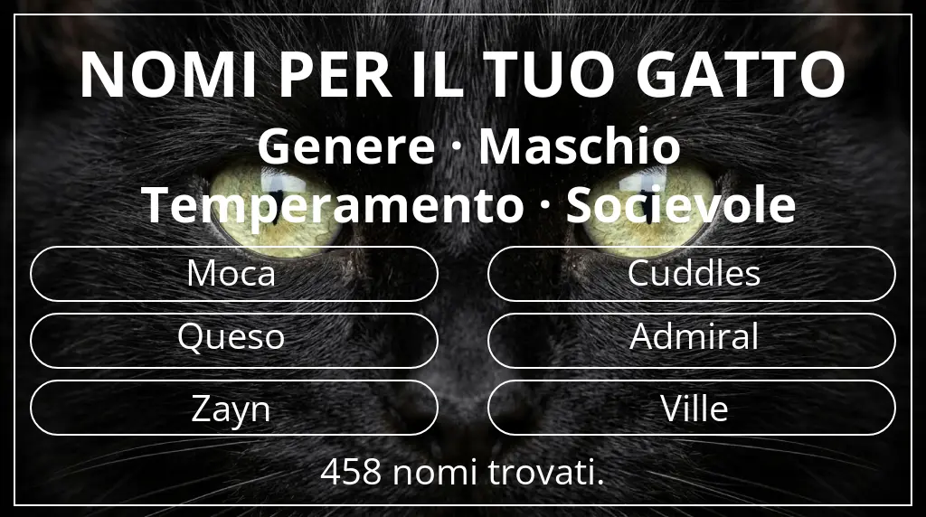 Nomi per il tuo gatto basati su genere maschio e temperamento socievole
