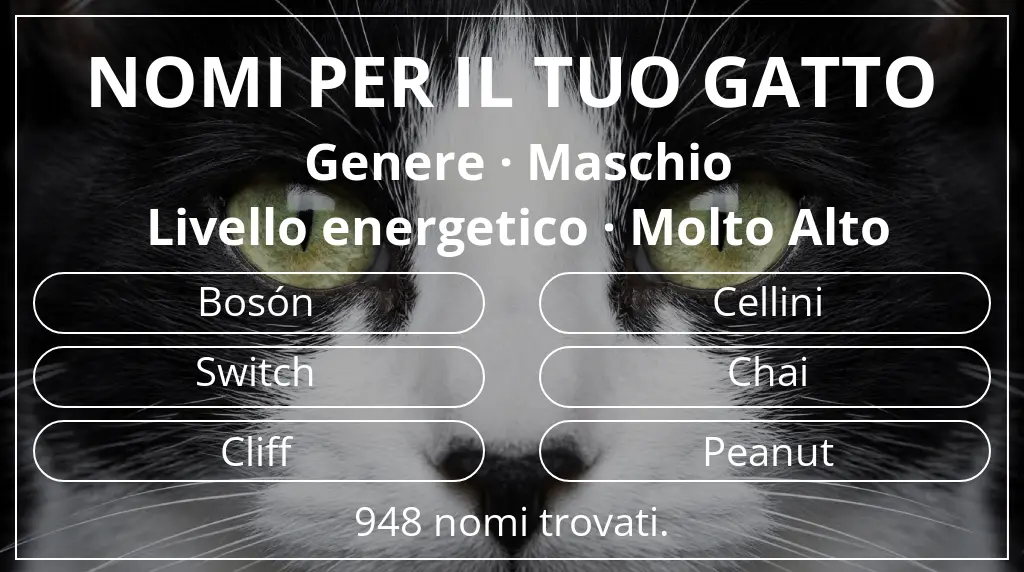 Nomi per il tuo gatto basati su genere maschio e livello energetico molto alto