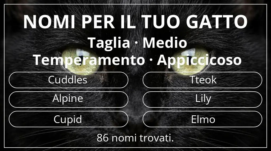 Nomi per gatti ispirati a taglia medio e temperamento appiccicoso