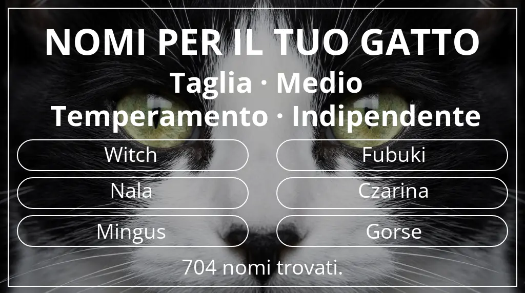 Nomi per gatti ispirati a taglia medio e temperamento indipendente