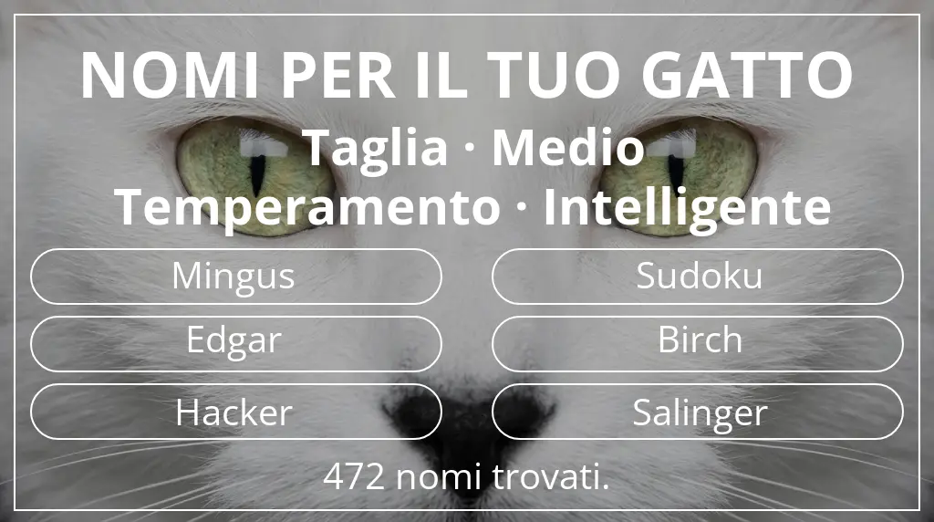 Nomi per il tuo gatto legati a taglia medio e temperamento intelligente