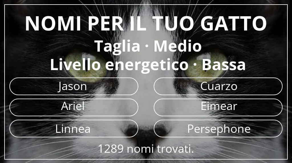 Nomi per il tuo gatto ispirati a taglia medio e livello energetico bassa