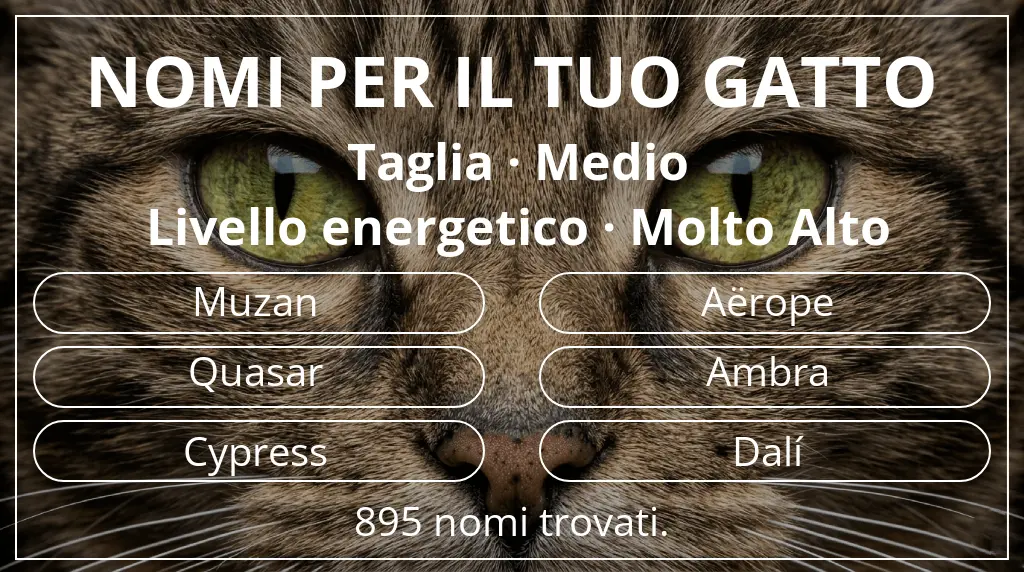 Nomi per il tuo gatto basati su taglia medio e livello energetico molto alto