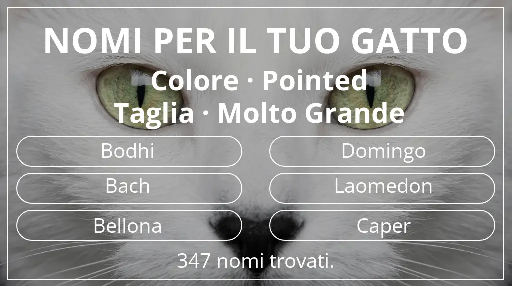 Nomi per il tuo gatto ispirati a colore pointed e taglia molto grande