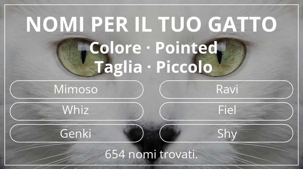 Nomi per il tuo gatto basati su colore pointed e taglia piccolo