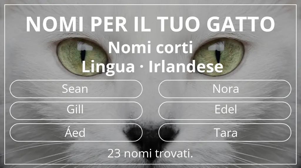 Nomi per il tuo gatto ispirati a lunghezza del nome breve (2–4) e lingua irlandese