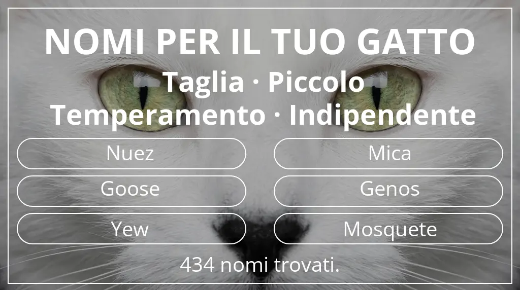 Nomi per il tuo gatto legati a taglia piccolo e temperamento indipendente
