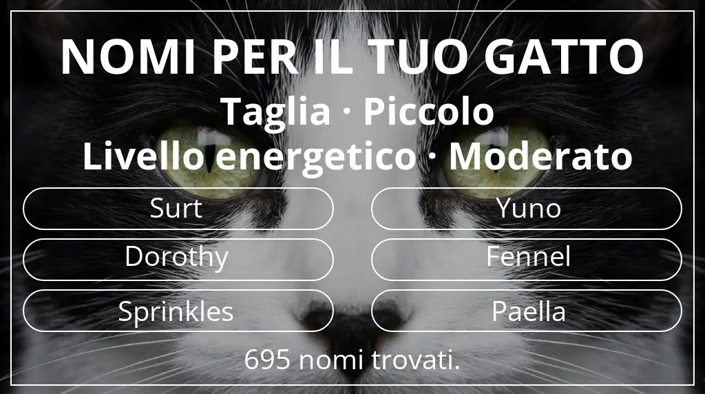 Nomi per il tuo gatto legati a taglia piccolo e livello energetico moderato