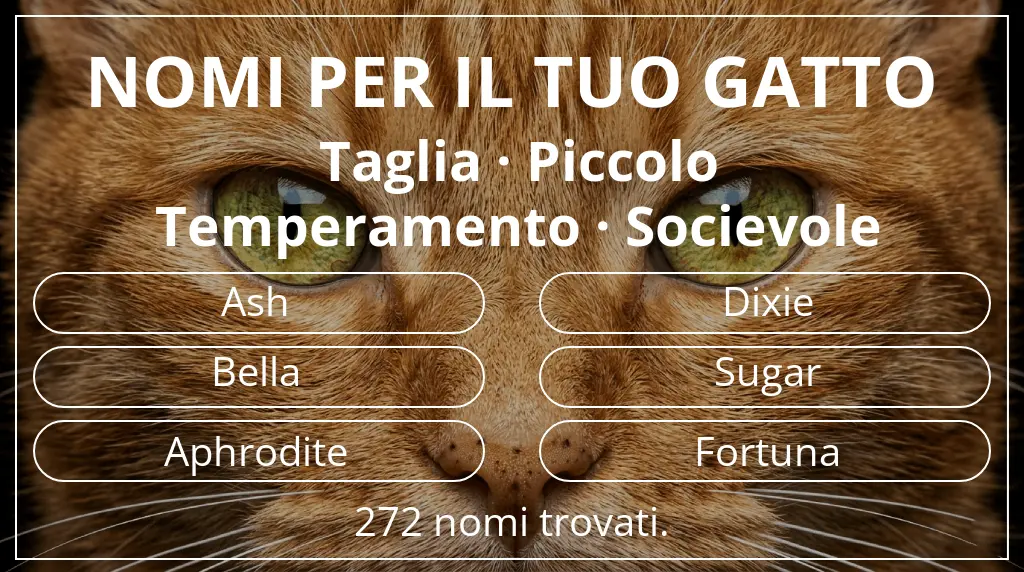 Nomi per gatti ispirati a taglia piccolo e temperamento socievole