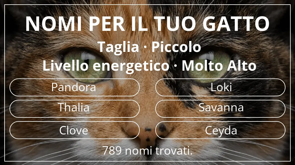 Nomi per il tuo gatto ispirati a taglia piccolo e livello energetico molto alto