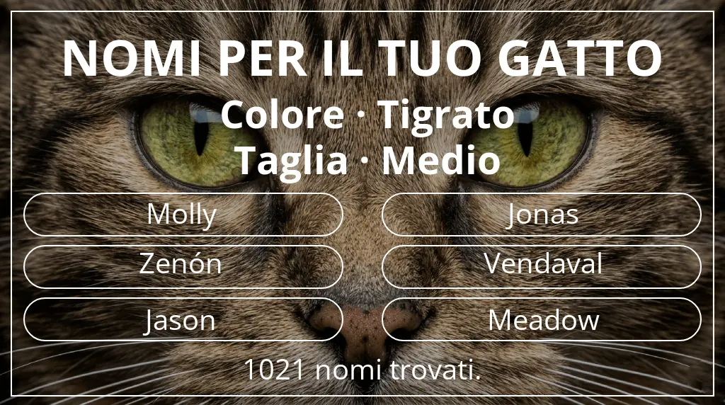 Nomi per il tuo gatto legati a colore tigrato e taglia medio