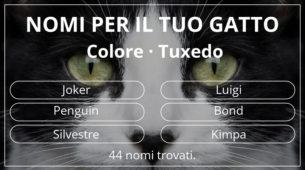 Nomi felini ispirati a colore tuxedo