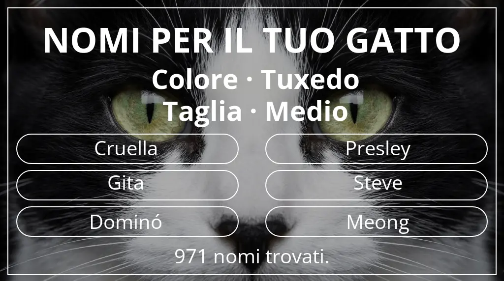 Nomi felini ispirati a colore tuxedo e taglia medio