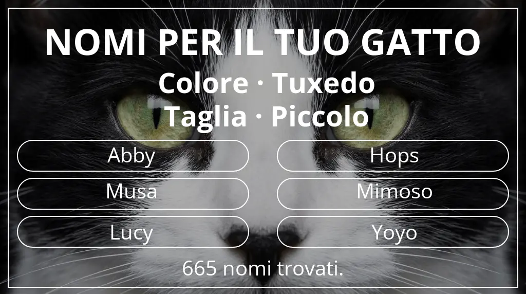 Nomi per il tuo gatto legati a colore tuxedo e taglia piccolo