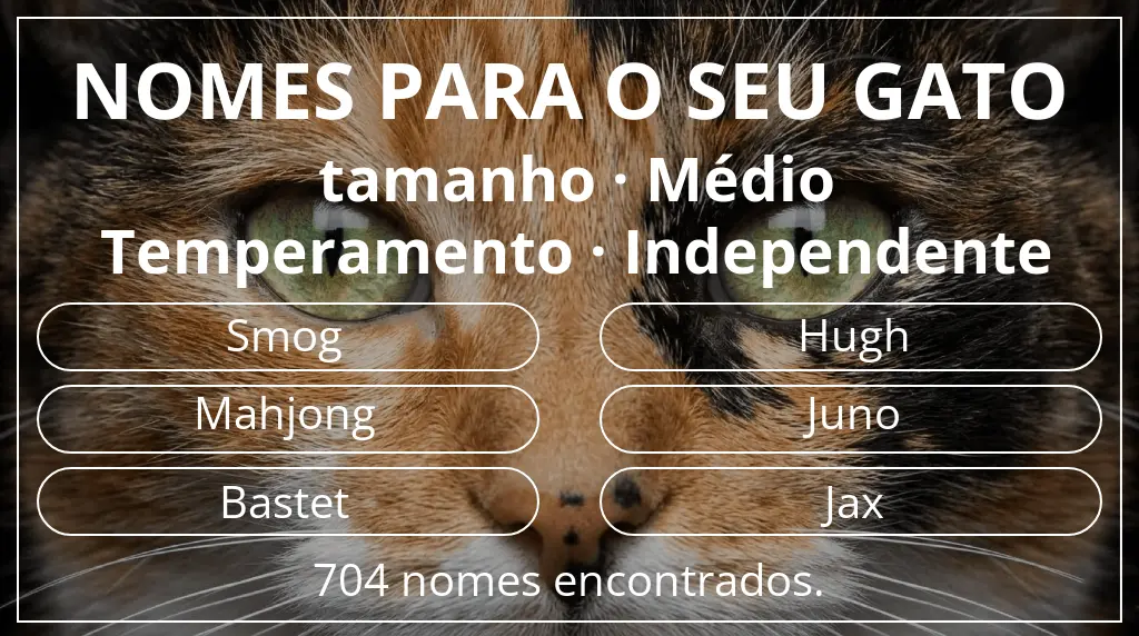 Nomes para gatos com inspiração em tamanho médio e temperamento independente