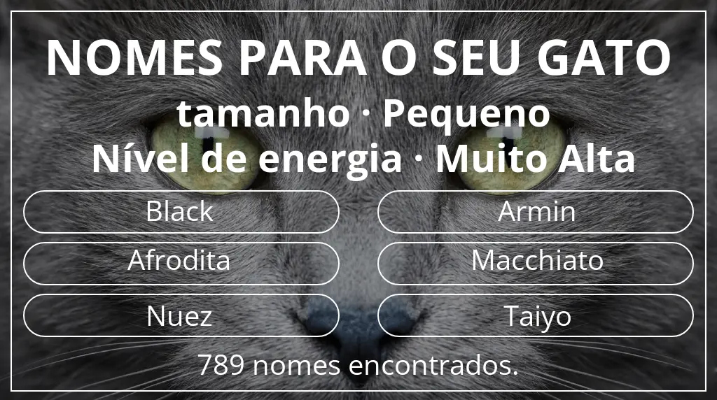 Nomes de gatos com inspiração em tamanho pequeno e nível de energia muito alta