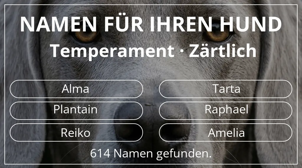 Namen für Hunde inspiriert von temperament zärtlich