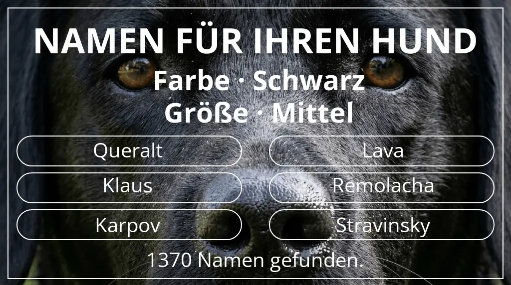 Hundenamen basierend auf farbe schwarz und größe mittel