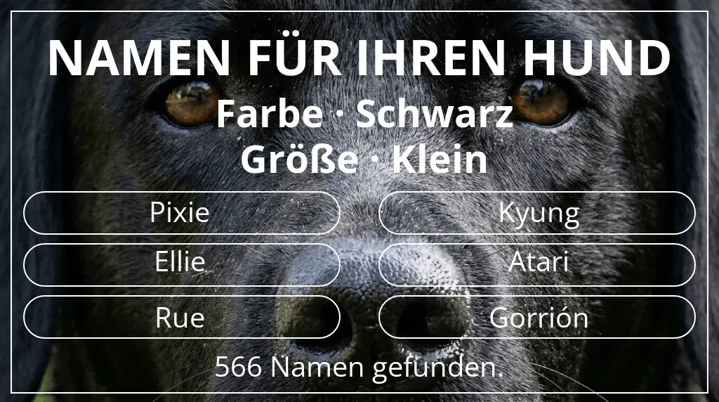 Namen für Hunde inspiriert von farbe schwarz und größe klein