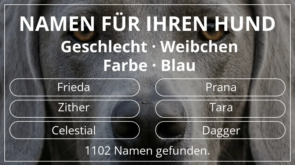 Namen für Hunde inspiriert von geschlecht weibchen und farbe blau