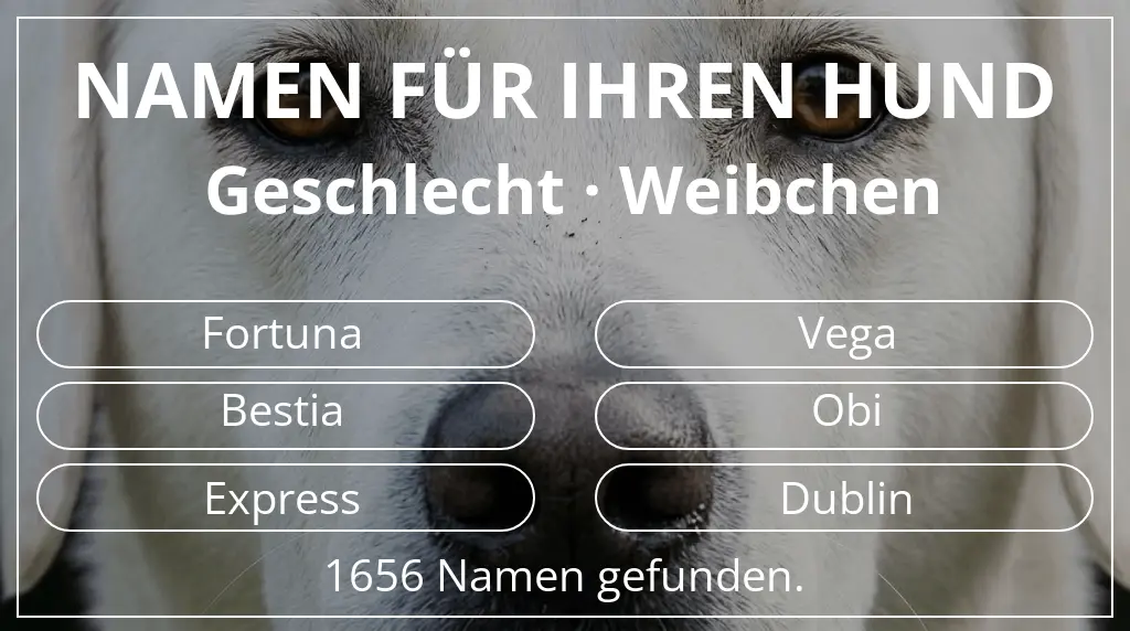 Namen für Hunde basierend auf geschlecht weibchen