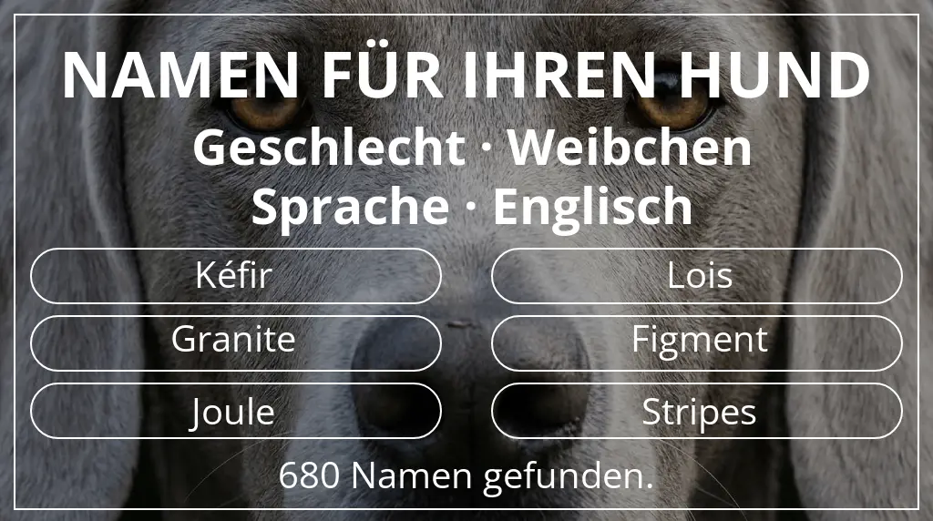 Namen für Hunde inspiriert von geschlecht weibchen und sprache englisch