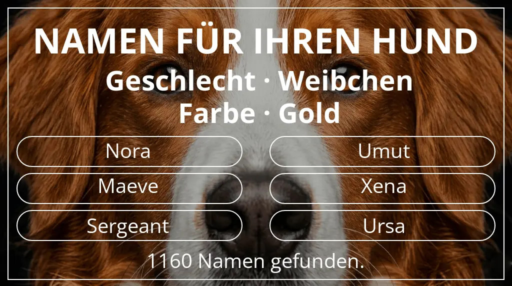 Hundenamen inspiriert von geschlecht weibchen und farbe gold