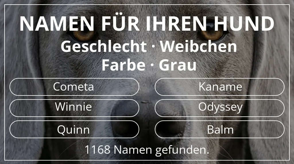 Hundenamen inspiriert von geschlecht weibchen und farbe grau