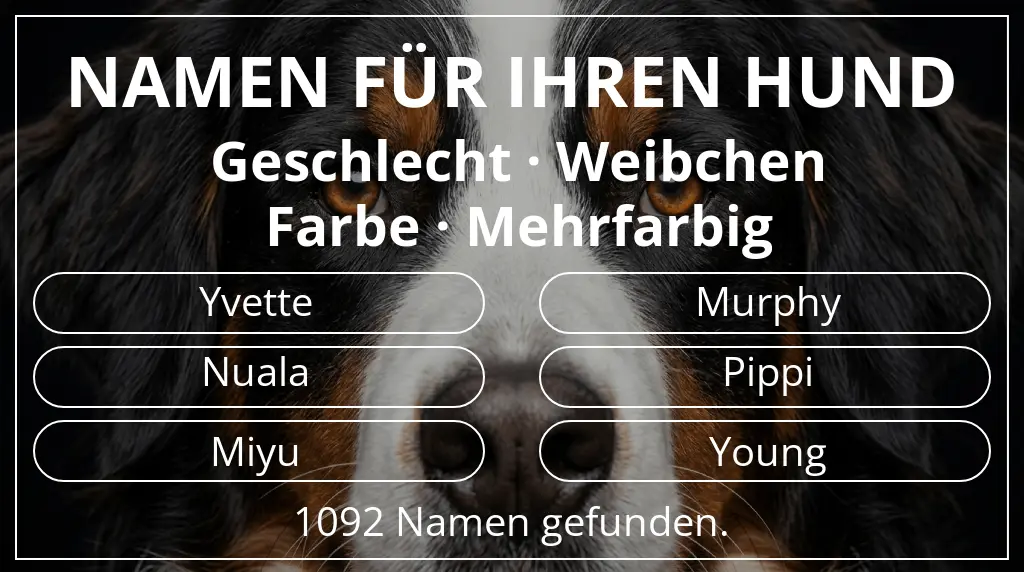 Hundenamen basierend auf geschlecht weibchen und farbe mehrfarbig