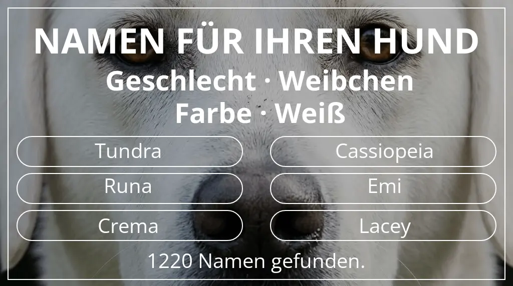 Hundenamen inspiriert von geschlecht weibchen und farbe weiß