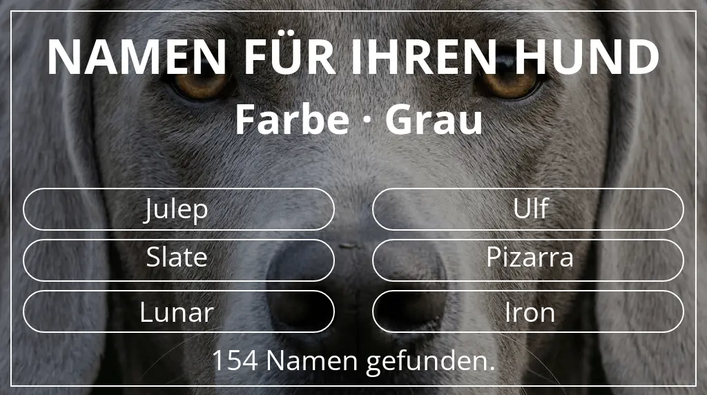 Namen für Hunde inspiriert von farbe grau