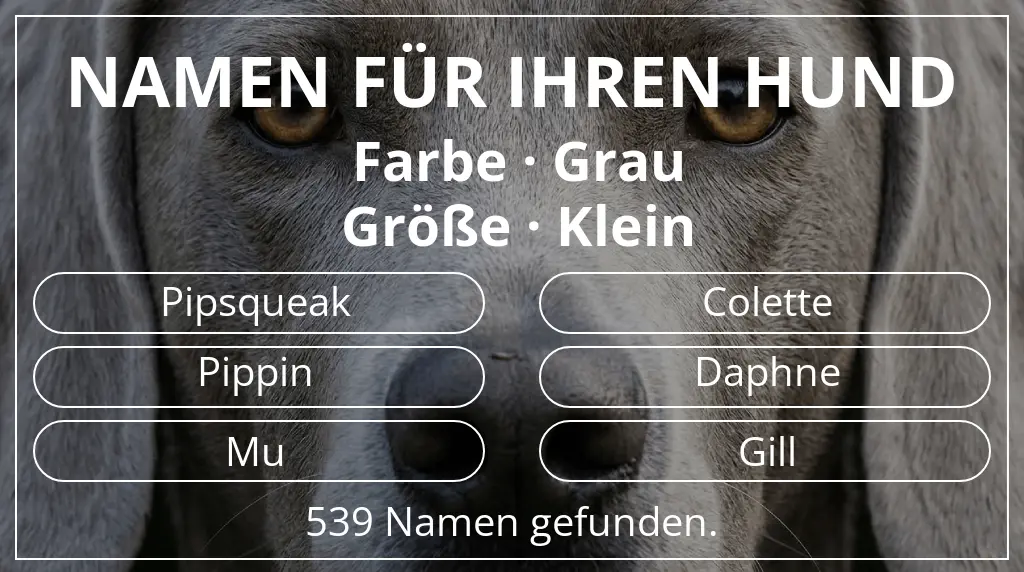 Hundenamen inspiriert von farbe grau und größe klein