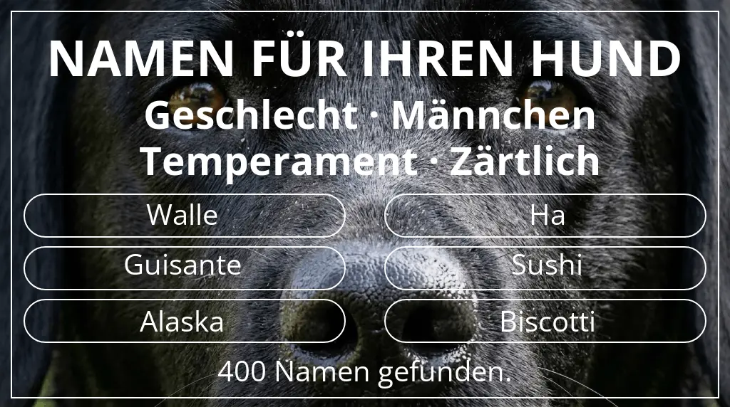 Hundenamen basierend auf geschlecht männchen und temperament zärtlich