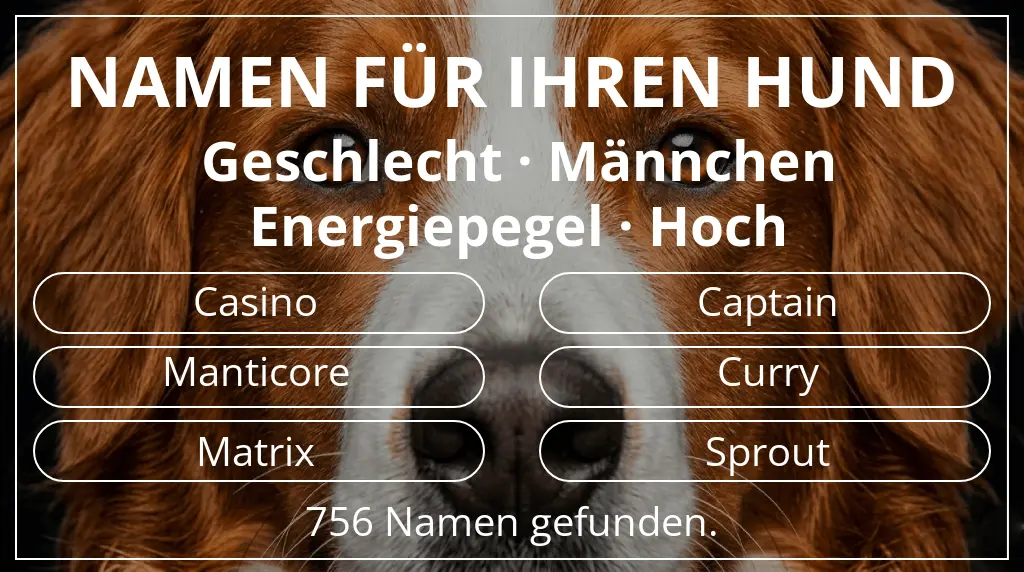 Hundenamen basierend auf geschlecht männchen und energiepegel hoch