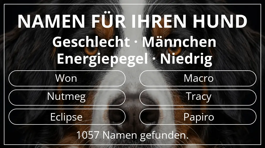 Hundenamen basierend auf geschlecht männchen und energiepegel niedrig