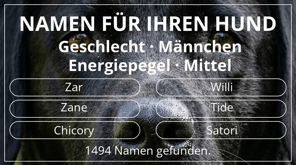 Hundenamen basierend auf geschlecht männchen und energiepegel mittel